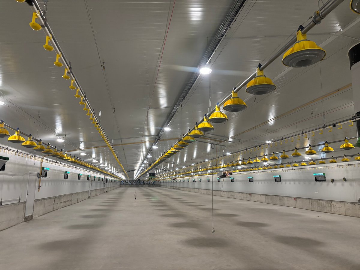  Close-up of HATO agricultural lighting installed above broiler chickens, ensuring optimal visibility and welfare.