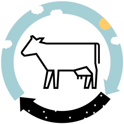 Blog 1 - Circadian Rhythm in Cattle_element 2