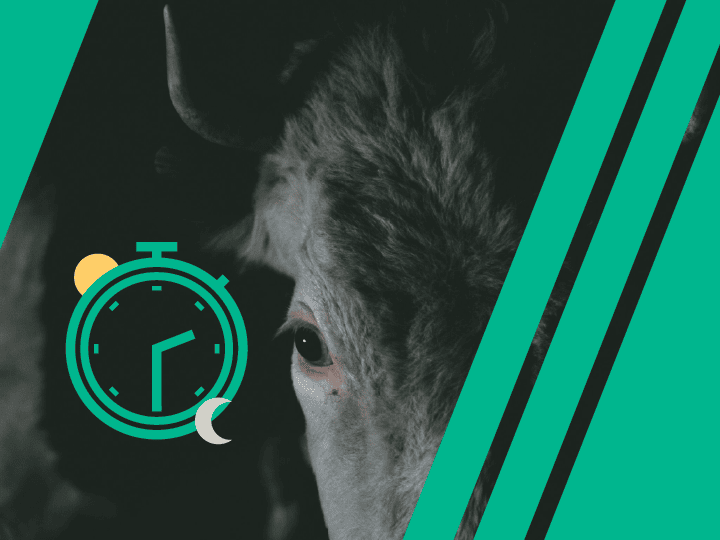 Blog 1 - Circadian Rhythm in Cattle_Featured image