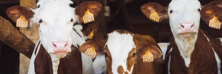 14% more milk, happy dairy cows