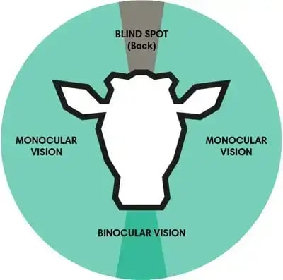 A starter guide on dairy cattle lighting-05