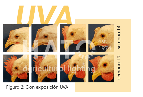 Images Blog - Research effects of UVA on commercial layers_element 1 copy 3 ES
