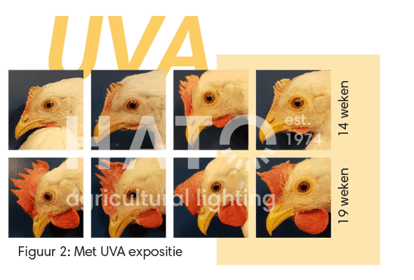 Images Blog - Research effects of UVA on commercial layers_element 1 copy 3 NL