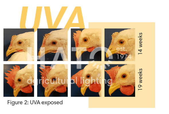Images Blog - Research effects of UVA on commercial layers_element 1 copy 3