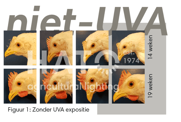Images Blog - Research effects of UVA on commercial layers_element 1 copy NL