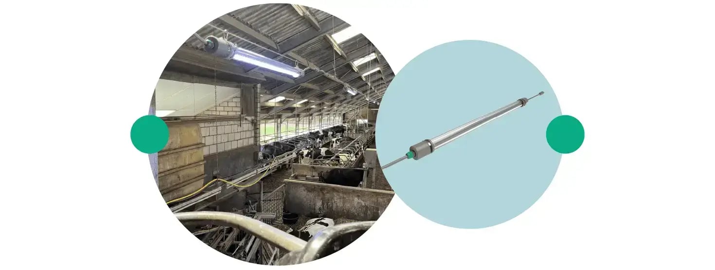 How lighting Influences calving times - Blog images_element 3