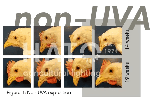 Images Blog - Research effects of UVA on commercial layers_element 1 copia