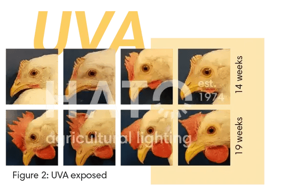 Images Blog - Research effects of UVA on commercial layers_element 1 copy 3