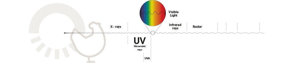 Images Blog - Research effects of UVA on commercial layers_element 1