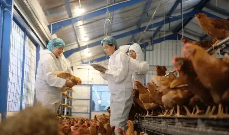 Indonesia Cage Free model farm_Middle banner 1