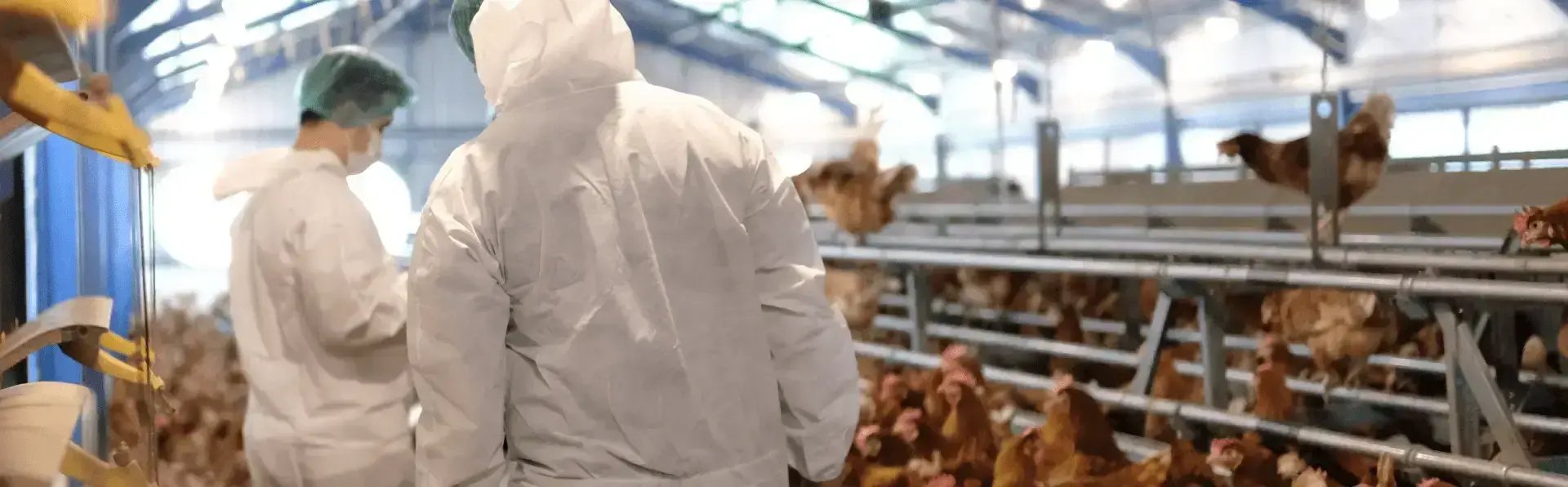 Indonesia Cage Free model farm_Middle banner