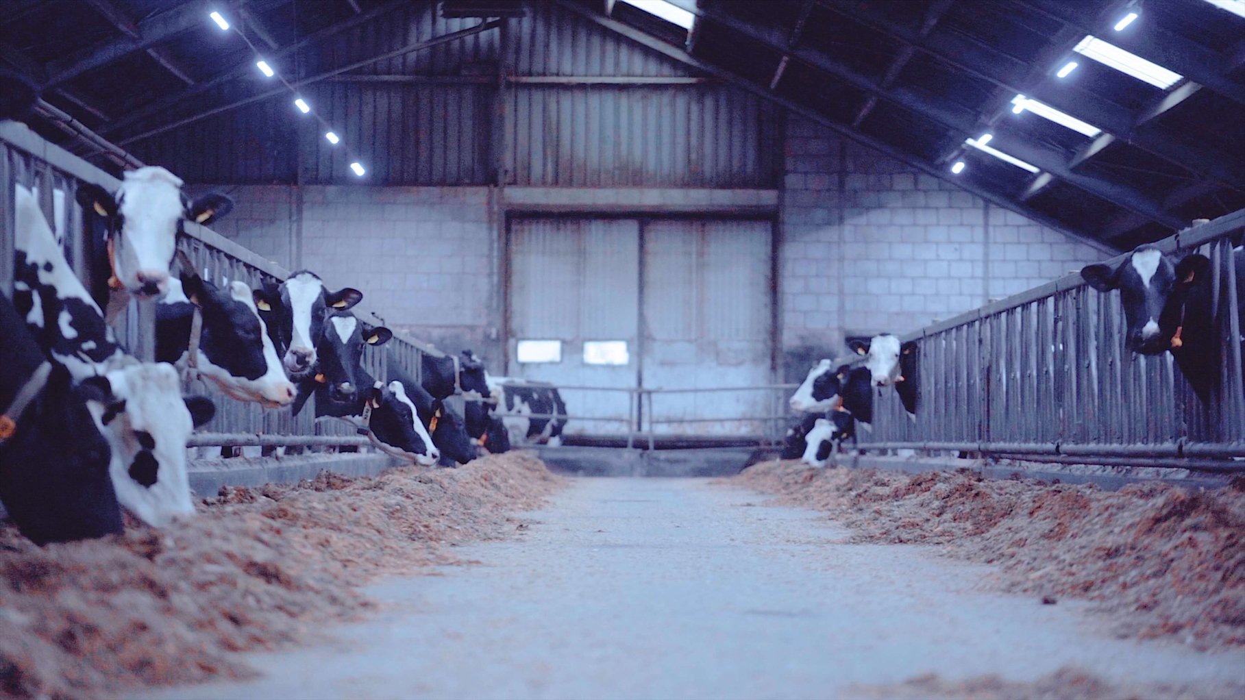 Kusters Cows