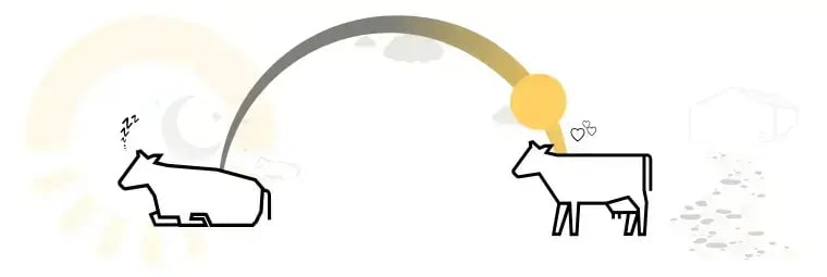 The impact of 16 hours of light and 8 hours of darkness on dairy cow health and milk yield