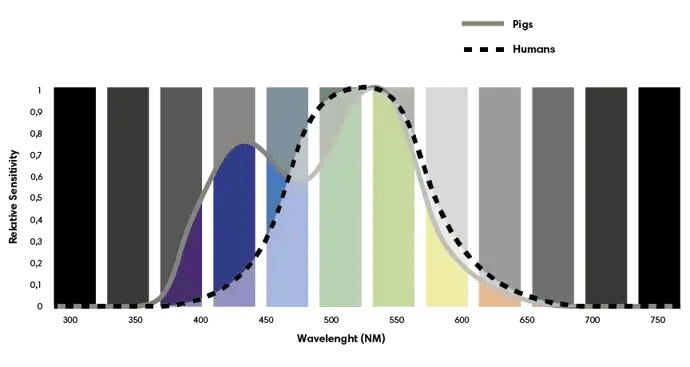 Spectral sensitivity of pig vs. human being