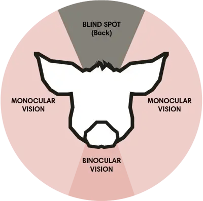 Lighting as an influencer of pig welfare and production-05
