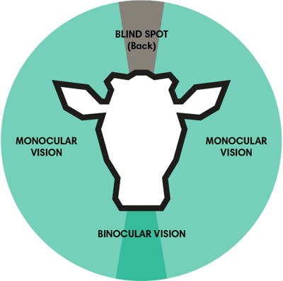 A starter guide on dairy cattle lighting-05