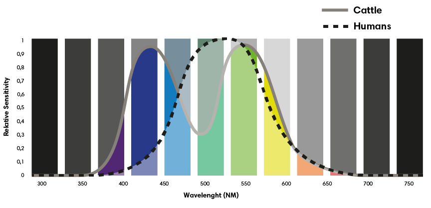 A starter guide on dairy cattle lighting_Cattle vs Human