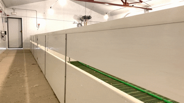 Testimonial SURNIA ducks Spain video gif optimize