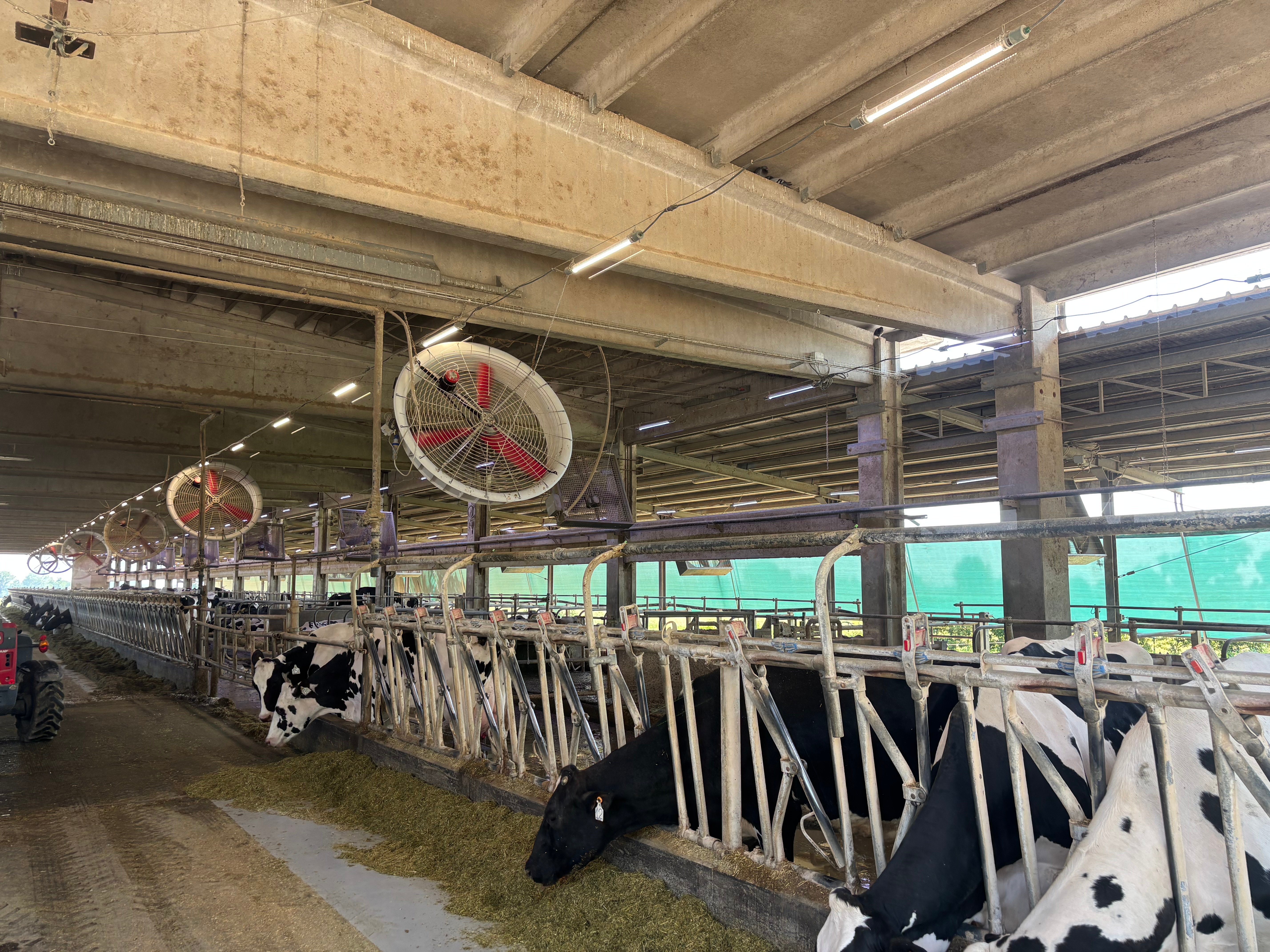 Calmer cows with RUDAX