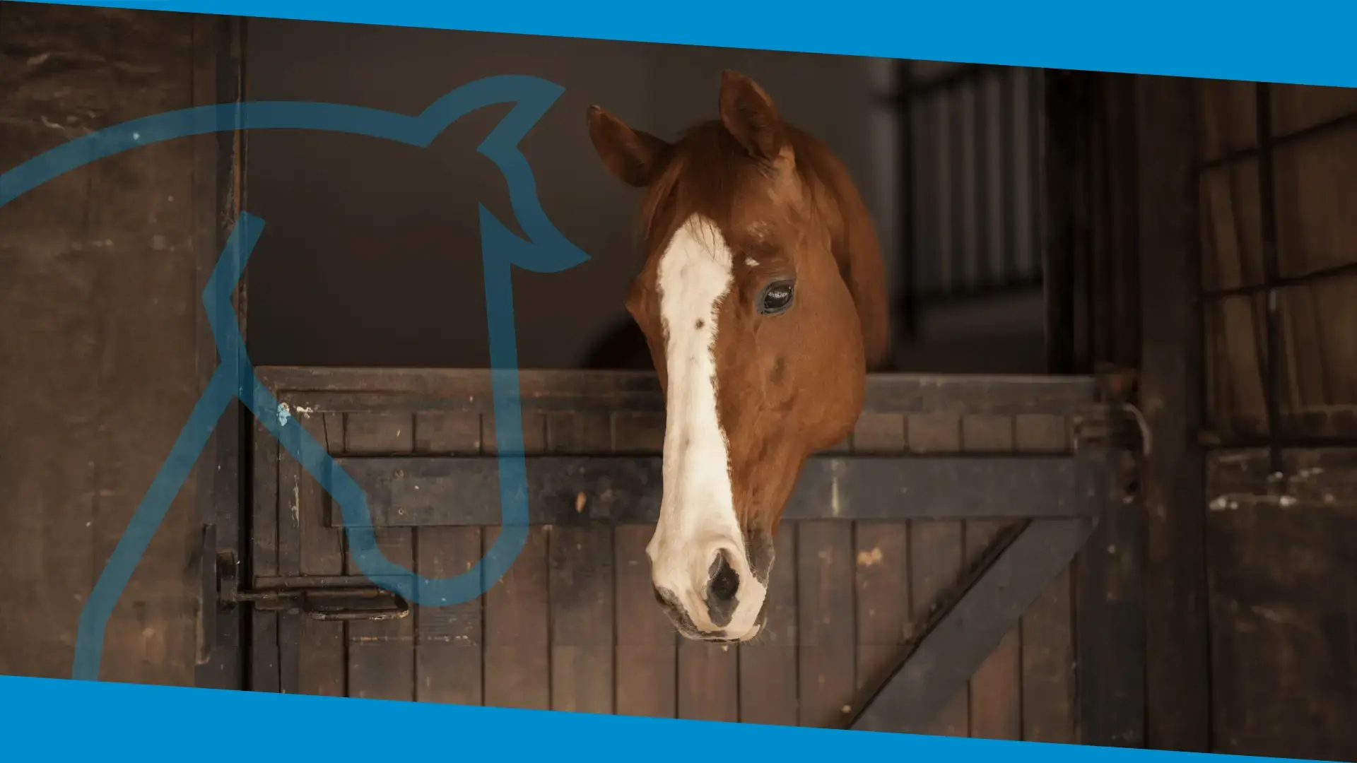 Images Blog - Horse Lighting_Header