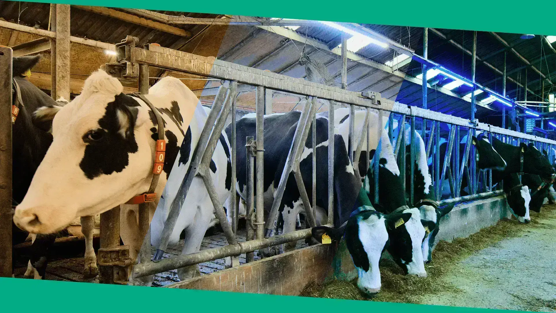 Optimize milk production through lighting