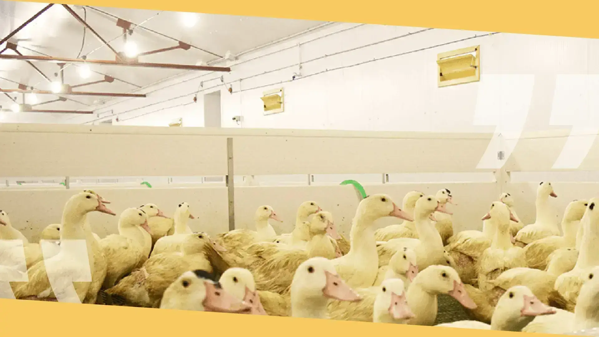 We see that the ducks are calmer_Header-Video